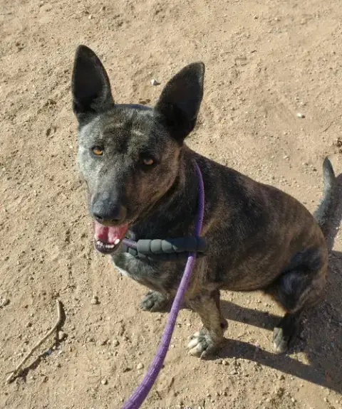 Cleo-Patra-Got Long Term Foster! photo 5