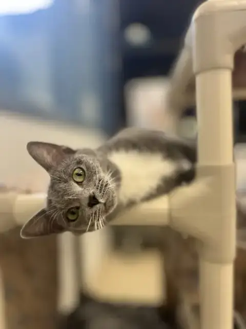Meep Meep photo 4