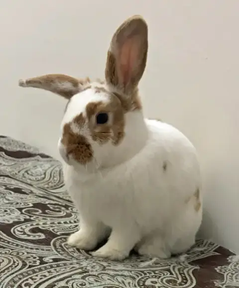 Almond Butter "Abby" photo 3