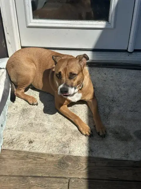 Harper photo 3