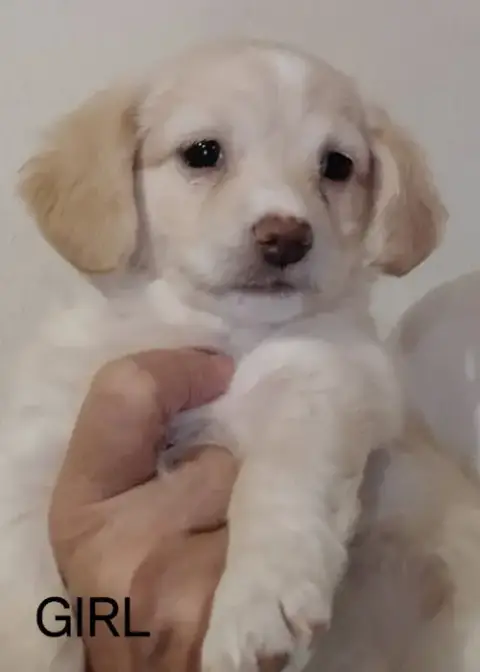 Remy
