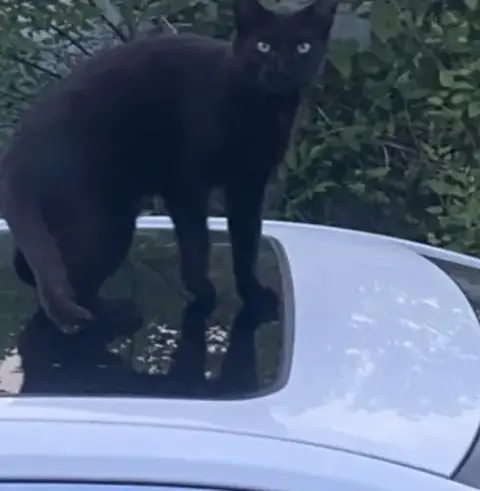 Mijo