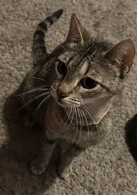 Hazel
