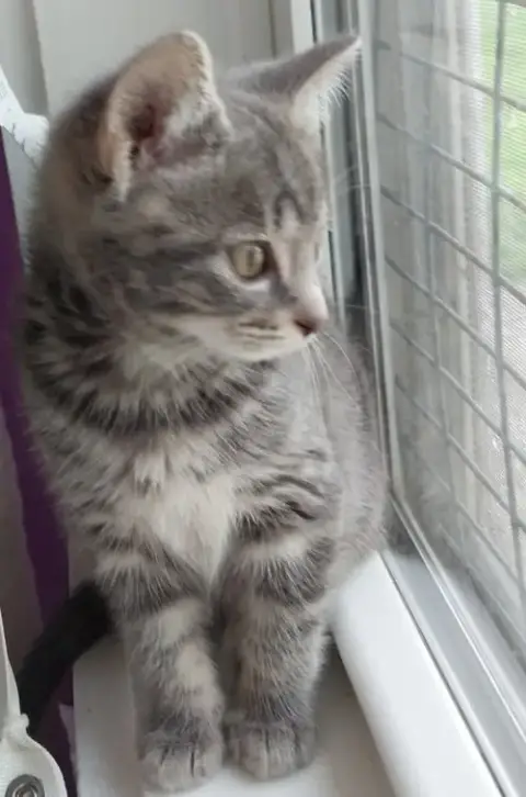 Baby Cakes * In Foster * photo 4