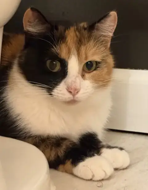 Mittsie photo 3