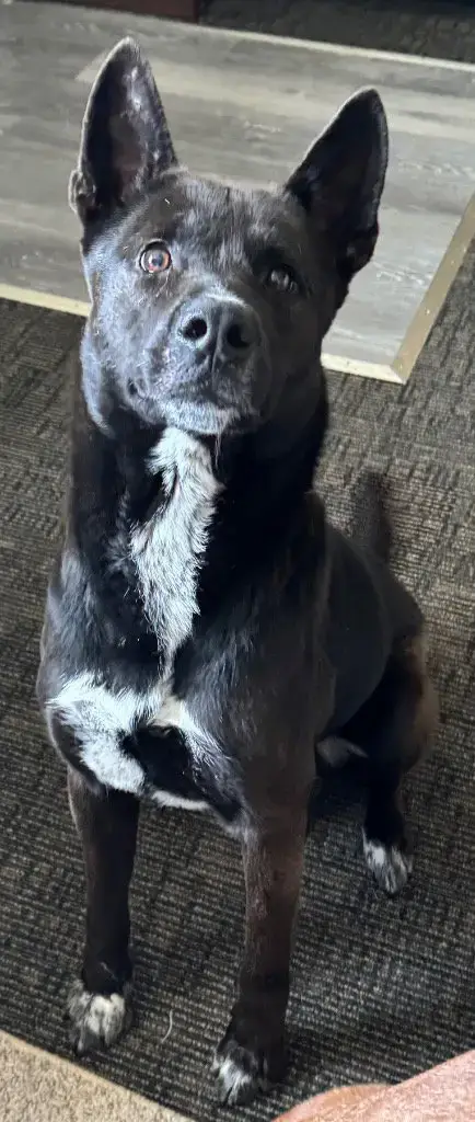Brisket