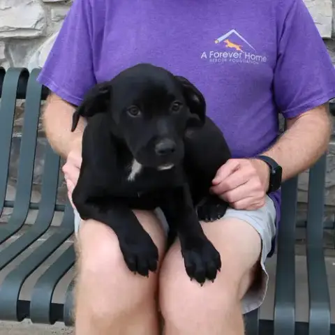 Granny'S Pup Shelley photo 2
