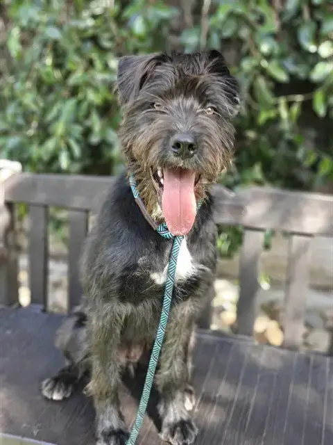 Onyx