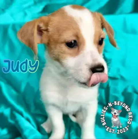 Hollywood Litter: Judy