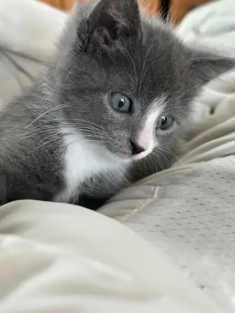 Brownie photo 2
