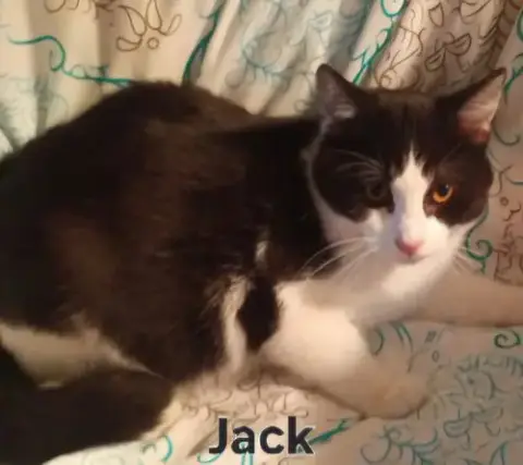Kitten Jack photo 2