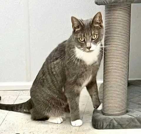 Gracie