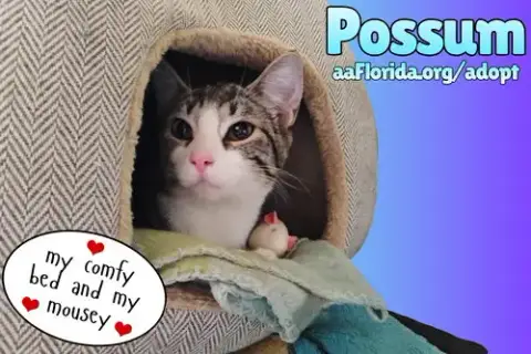 Possum photo 2