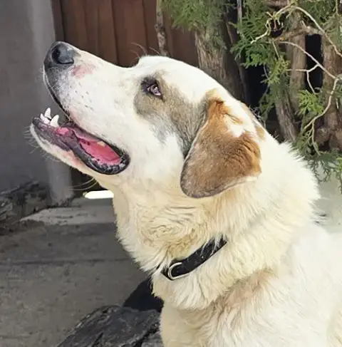 Glorious Mr Gnocchi ~ Saint Pyr Pup