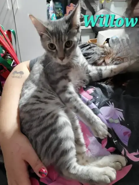 Willow