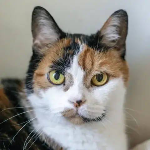 Sophie