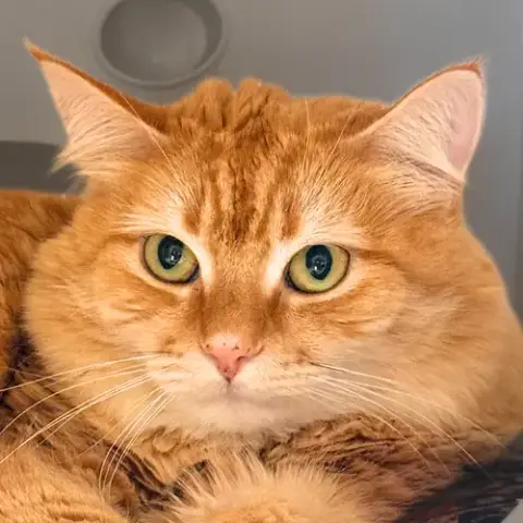 Tatertot photo 3