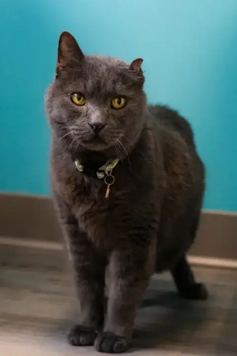 Smokey Joe / Cookie Monster photo 3