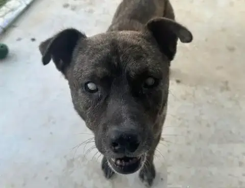 Winston