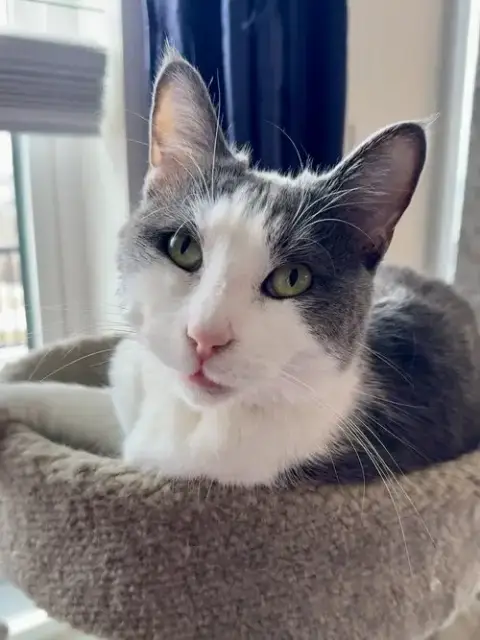 Mowgli