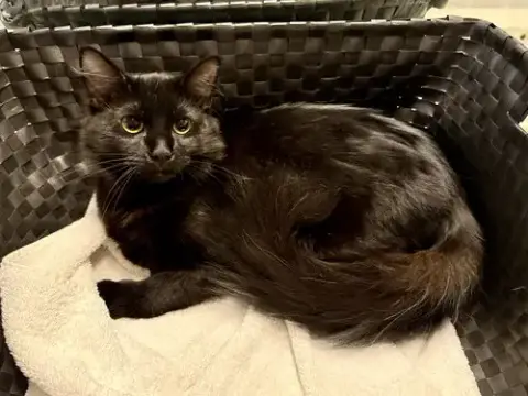 Jet