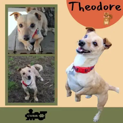 Theodore