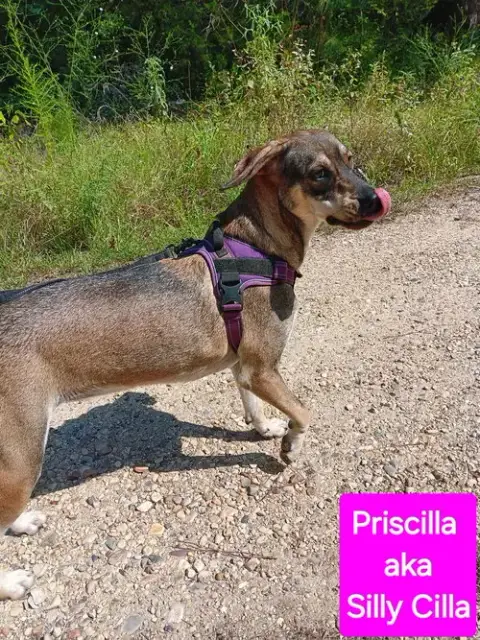 Priscilla photo 4