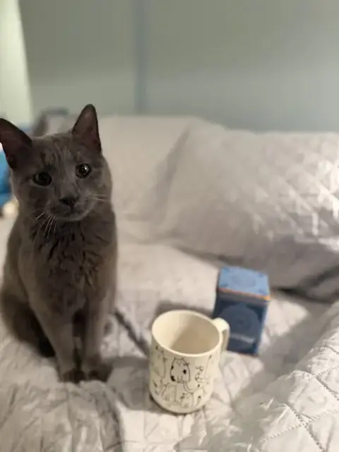 Earl Grey photo 4