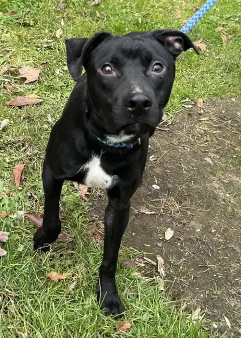 Shaggy photo 2
