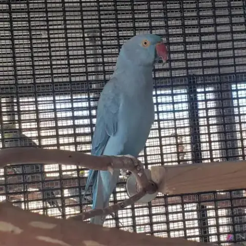 Delilah photo 3
