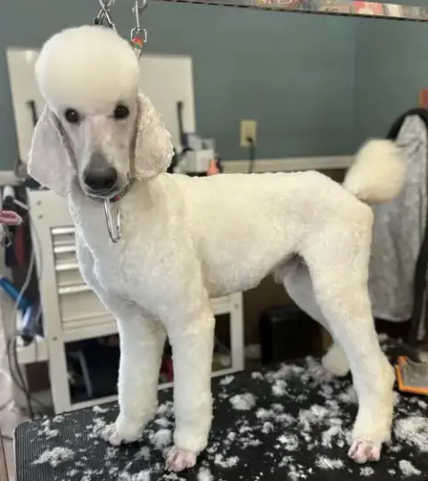 Matteo