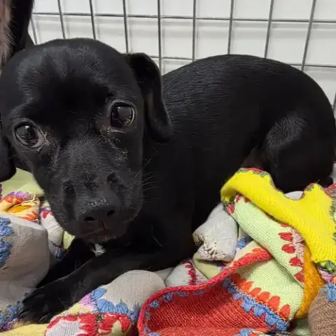 Nova
