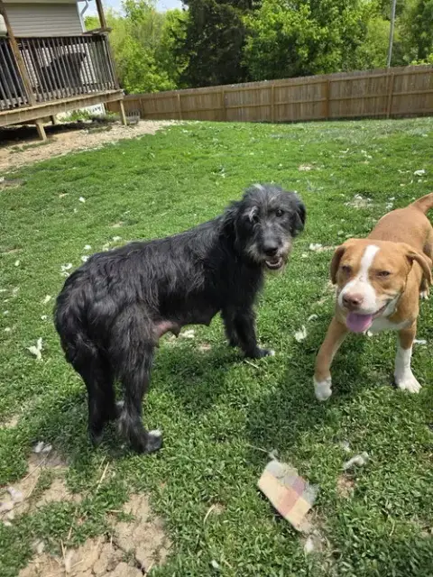 Dottie Doo photo 4