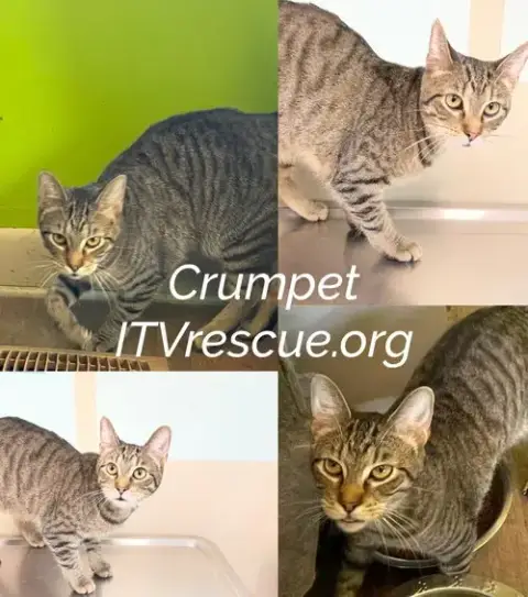 Crumpet photo 2