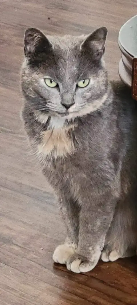 Graycie