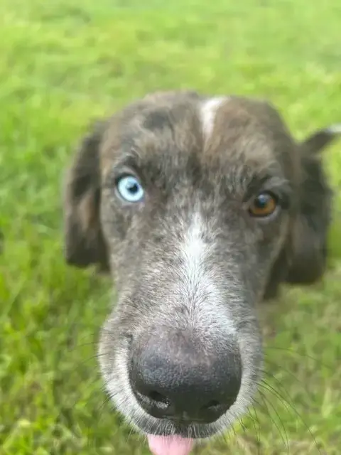 Brownie photo 3
