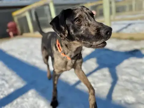 Hugo