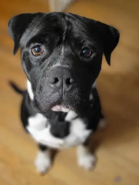Romeo photo 3