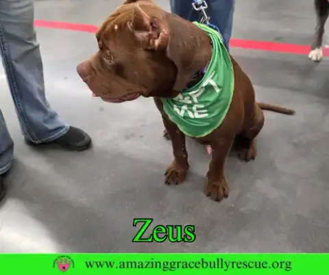 Zues photo 3