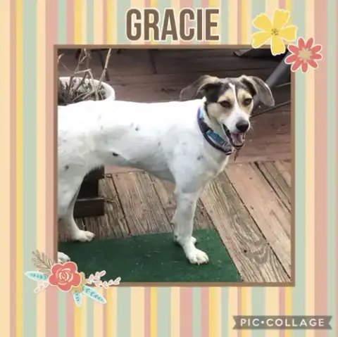Gracie photo 4