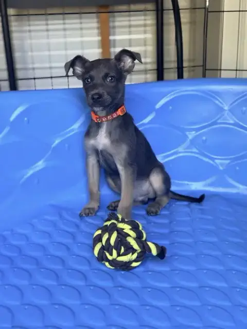 All-Star Soccer Litter