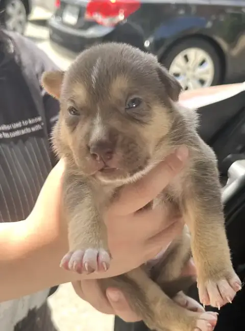 Momma Iris' Litter: Gnocchi photo 3
