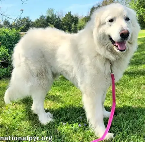 Daisy In Ky photo 2