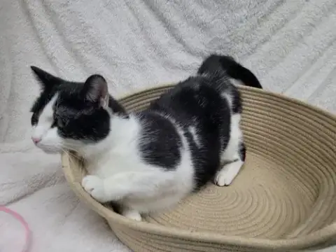 Bandit photo 3