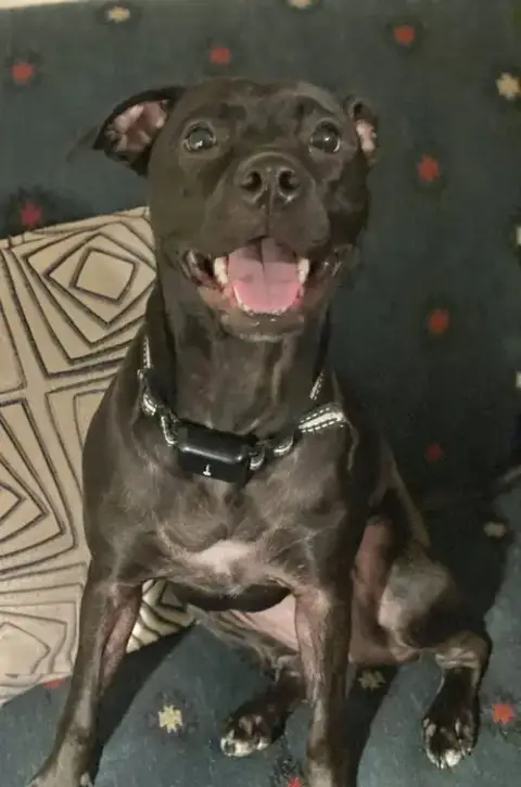 Dixie