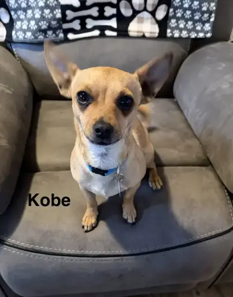 Kobe photo 2