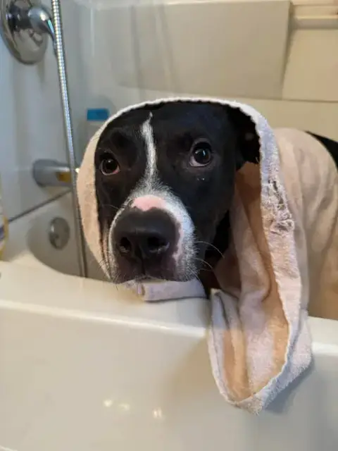 Harvey photo 2