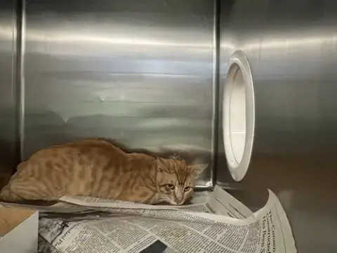 Garfield