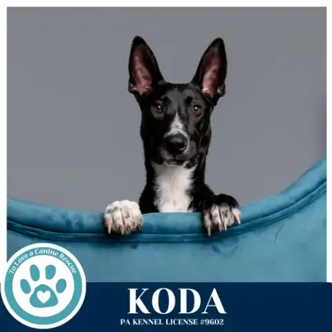 Koda 101125 photo 3