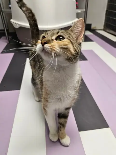 Lulu
